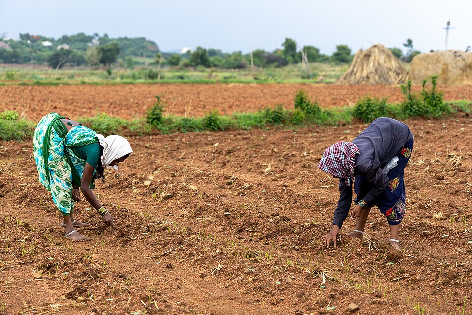 Two women bend to sow seeds in a ploughed field of red soil.